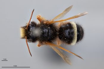 Media type: image;   Entomology 789977 Aspect: habitus dorsal view